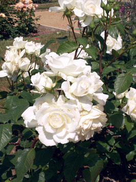 ROSIER ANNAPURNA® DORBLAN