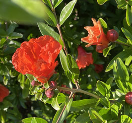 GRENADIER - PUNICA GRANATUM "MOLLAR DE ELCHE" DEMI-TIGE