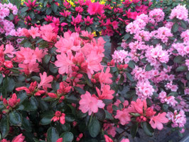 AZALÉE DE JARDIN - AZALEA JAPONICA
