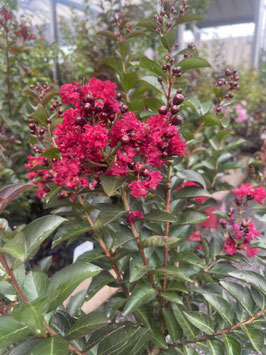 LAGERSTROEMIA INDICA - LILAS DES INDES ¤