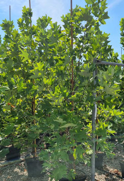 LIRIODENDRON TULIPIFERA - TULIPIER DE VIRGINIE - GRAND ARBRE