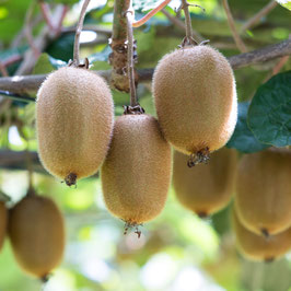 KIWI AUTOFERTILE SOLISSIMO®