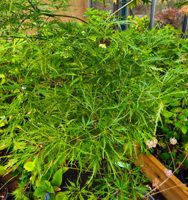 ACER PALMATUM DISSECTUM "VIRIDIS" - ÉRABLE DU JAPON