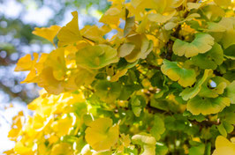 GINKGO BILOBA "MARIKEN" DEMI-TIGE