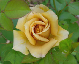 ROSIER MICHEL DRUCKER GOLD® ¤