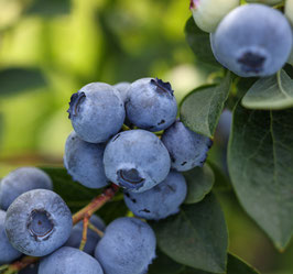 MYRTILLIER "BRIGITTA BLUE" - VACCINIUM CORYMBOSUM "BRIGITTA BLUE"