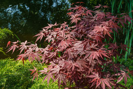 ACER PALMATUM ATROPURPUREUM