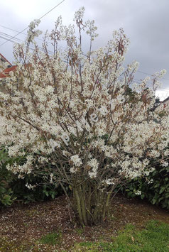 AMELANCHIER LAMARCKII - AMELANCHIER DE LAMARCK -