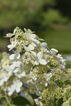 HYDRANGEA PANICULATA "SÉLECTION"