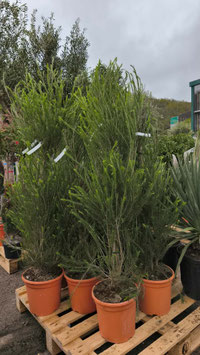 MELALEUCA ALTERNIFOLIA - TEA TREE - ARBRE À THÉ