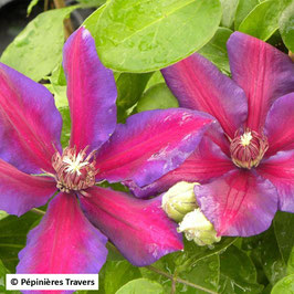 CLÉMATITE "MRS THOMSON"