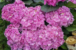 HYDRANGEA MACROPHYLLA - DIFFÉRENTES VARIÉTÉS ¤