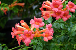 Campsis tagliabuana "Madame Galen" - Bignone ¤