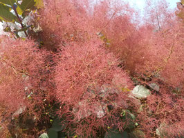 COTINUS COGGYGRIA "LILLA"