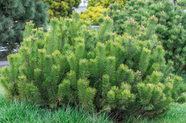 PINUS SYLVESTRIS NANA ¤