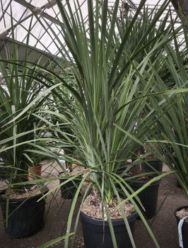 CORDYLINE AUSTRALIS
