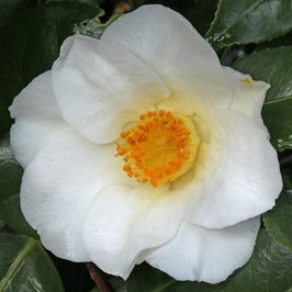 CAMÉLIA