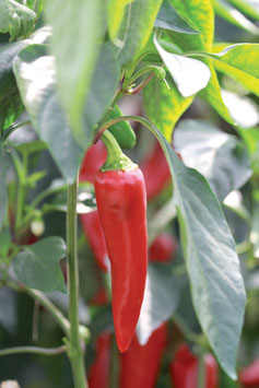PIMENT BASQUE - POT DE DIA. 10 CM
