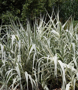ARUNDO DONAX VARIEGATA - CANNES DE PROVENCE ?