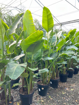 STRELITZIA AUGUSTA