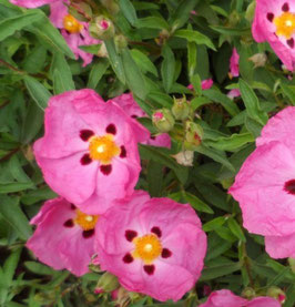 CISTES - 2 VARIÉTÉS