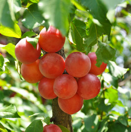 PRUNIER "PRUNE ABRICOT" EN DEMI-TIGE ¤