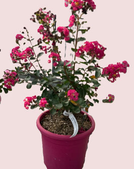 LAGERSTROEMIA X INDIYA "FUSCHIA D'ETE®" INDYFUS - LILAS DES INDES