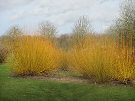 CORNUS STOLONIFERA FLAVIRAMEA ¤