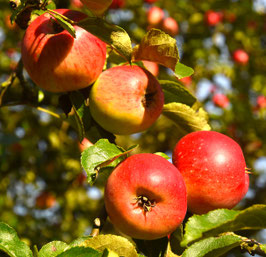 POMMIER "ARIANE®" EN QUENOUILLE