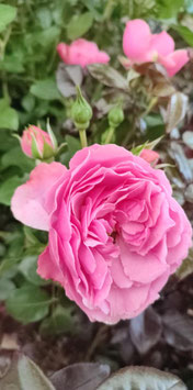 ROSIER LÉONARD DE VINCI® MEIDEAURI -