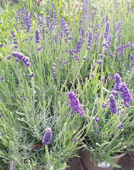 LAVANDULA x INTERMEDIA "GROSSO" - LAVANDIN