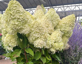 HYDRANGEA PANICULATA "MAGICAL SWEET SUMMER ®" ¤