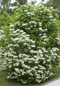 VIBURNUM PLICATUM WATANABE ¤