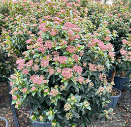 VIBURNUM TINUS "EVE PRICE" ~~
