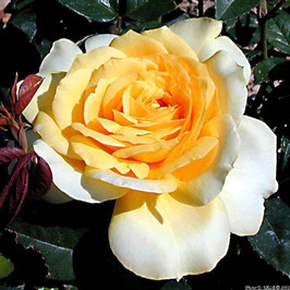 ROSIER GOLD GLOW® ¤