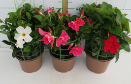 DIPLADENIA - POT DE DIA.21 CM