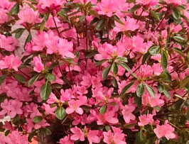 AZALÉE DE JARDIN - AZALEA JAPONICA