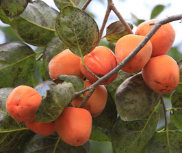 KAKI VANIGLIA - DIOSPYROS ¤