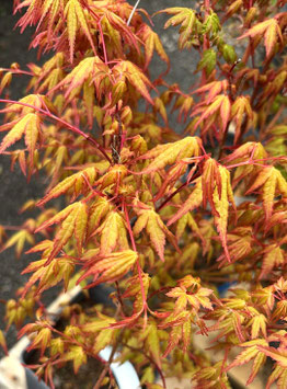 ACER PALMATUM "YUENO YAMA" ~~