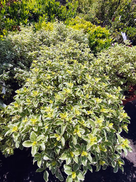 PITTOSPORUM TENUIFOLIUM VARIEGATUM