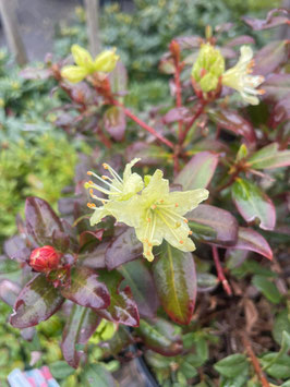 RHODODENDRONS NAINS ~~