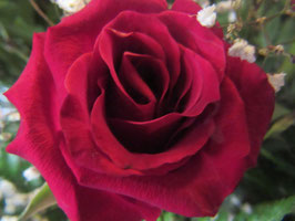 ROSIER CLOS VOUGEOT® DELROUS ¤