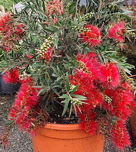 CALLISTEMON MASOTTI "MINI RED" - TOUFFE ¤