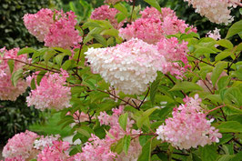 HYDRANGEA PANICULATA "VANILLE FRAISE®"