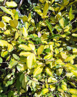 ELAEAGNUS X EBBINGEI "ELEADOR®"