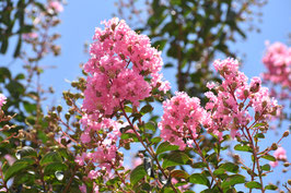 LAGERSTROEMIA INDICA "ÉMILIE" - LILAS DES INDES ~~
