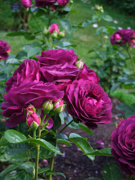 ROSIER PURPLE EDEN® ---