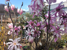 MAGNOLIA LOEBNERI "LÉONARD MESSEL" ¤