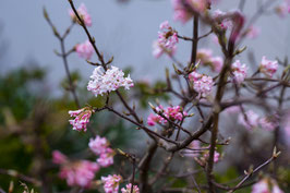 VIBURNUM X BODNANTENSE "DAWN" ¤