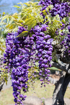 WISTERIA FLORIBUNDA "BLACK DRAGON" - GLYCINE DU JAPON